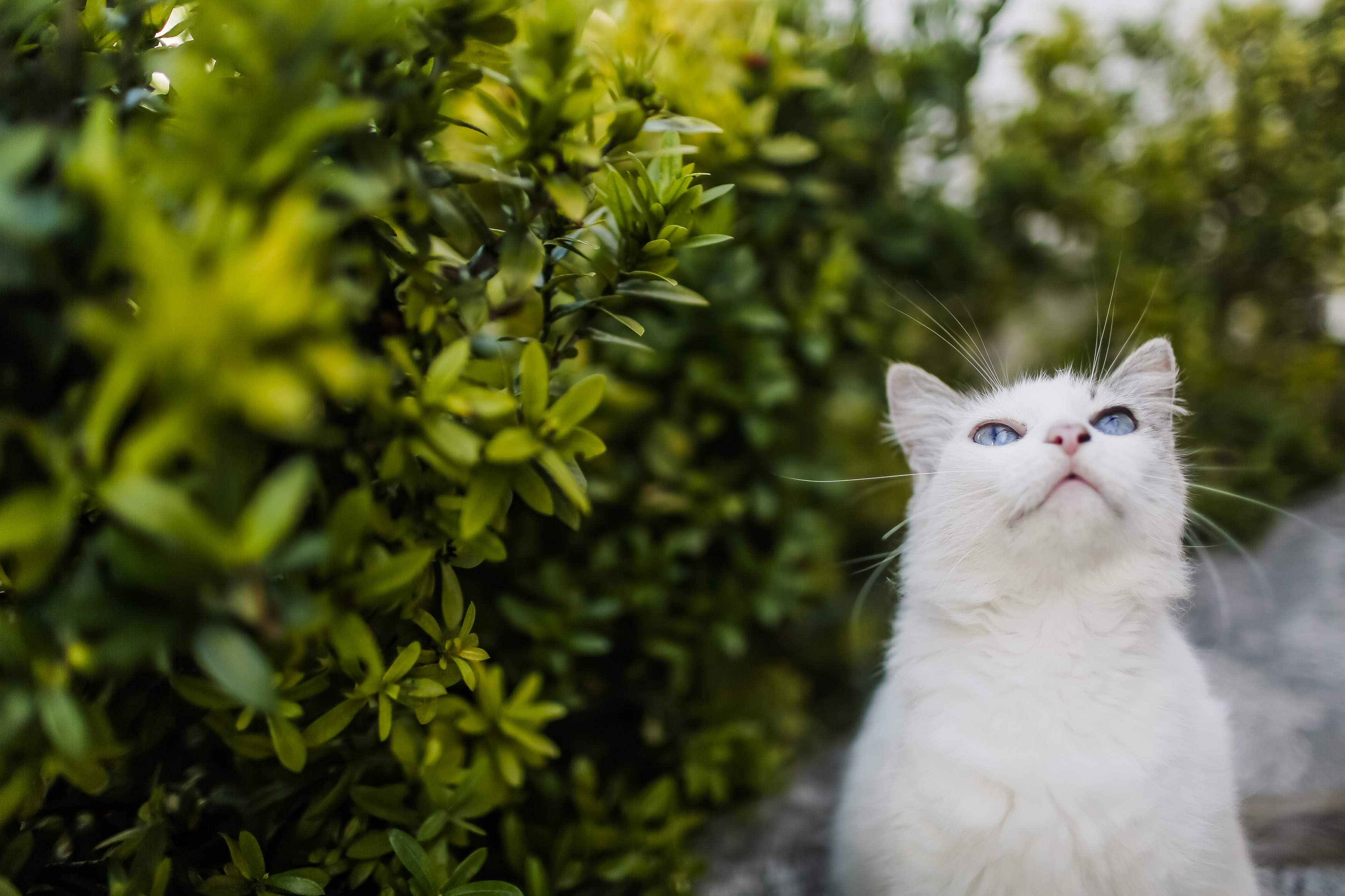 Curiosidades sobre vibrissas (ou bigode) dos gatos